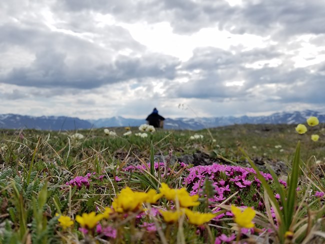 The blooming alpine environment in Western Arctic Parklands.