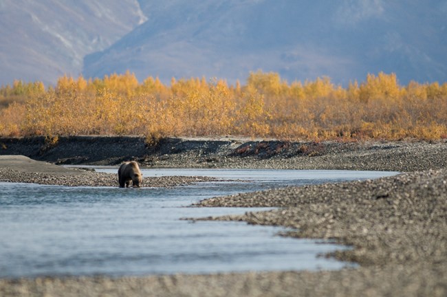 Brown bear in Gates of the Arctic NP&P A brown bear drinks from a river in Gates of the Arctic National park and Preserve.