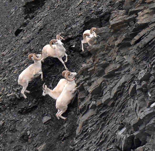 Dall's sheep in the Brooks Range. Dall's sheep rams on very steep, rocky slopes of the Brooks Range.