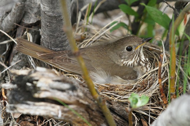 GCTH_JBH_NOAT2017 A Gray-cheeked Thrush incubating its nest.