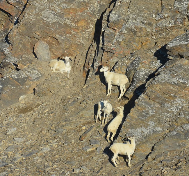 A group of Dall's sheep in rocky terrain.