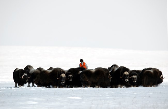 Muskox_13_004_email A biologist records the sex and age composition of a herd of muskox.
