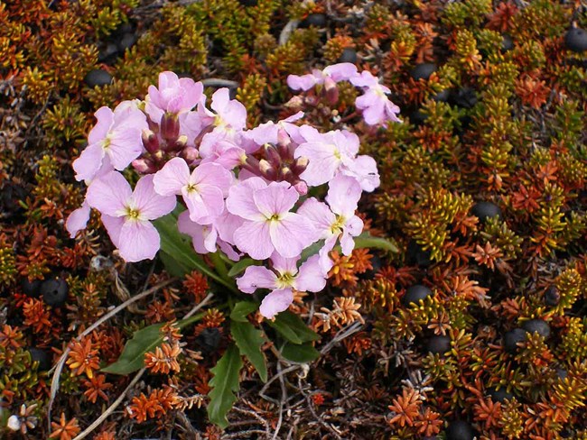 ARCN vegetation flowers and crowberry