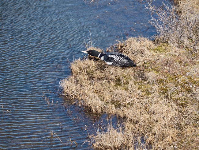 A Yellow-billed Loon on its nest.