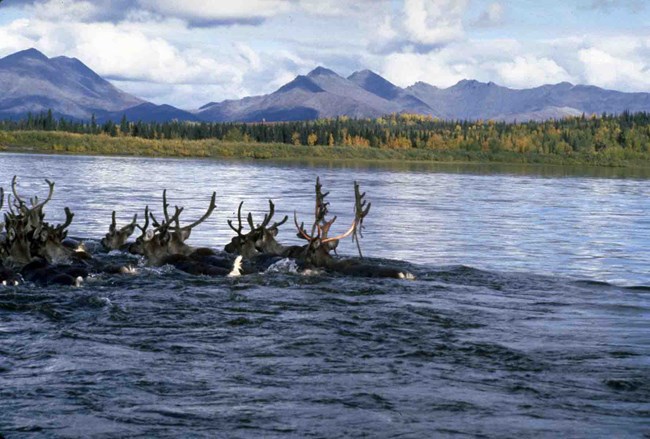 Caribou swimming across a river.