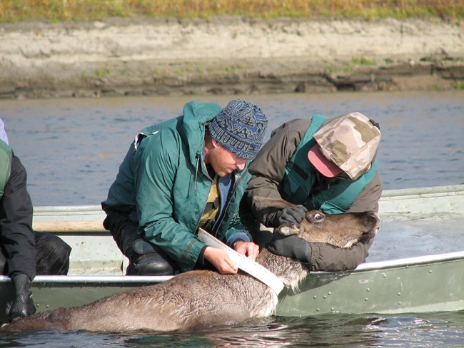 Biologists place a GPS collar around a caribou's neck as it swims alongside their boat.