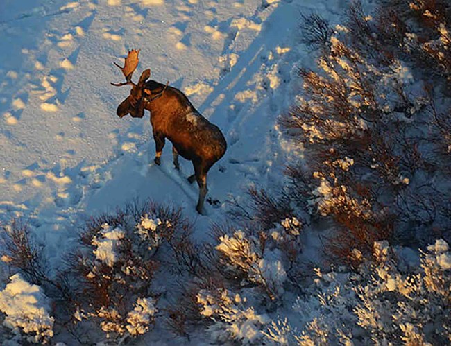Moose, NOAT A bull moose in the winter.