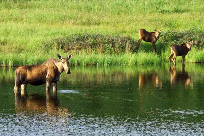 CAKN_CookInlet_moose_JacobFrank A cow moose and her two calves explore the wetlands.