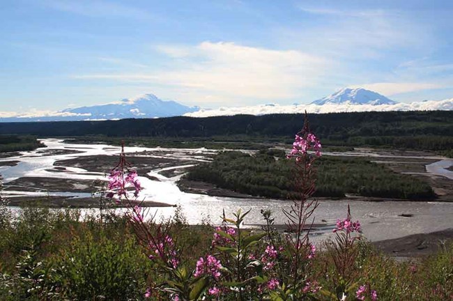 CAKN_CopperRiver_SheaCombs Overlooking the braided Copper River, fireweed in the foreground.