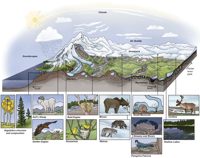 A drawing of a schematic that shows an ecosystem model for Central Alaska.