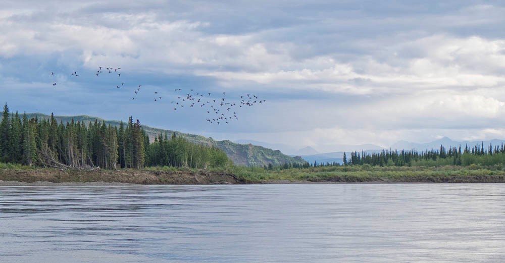 The Yukon River in the fall. A large river with islands and forested uplands.