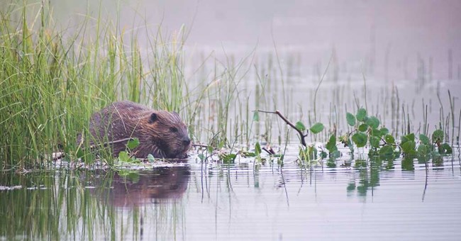 CAKN_beaver_KentMiller A beaver sits in a pond with green water plants nearby.