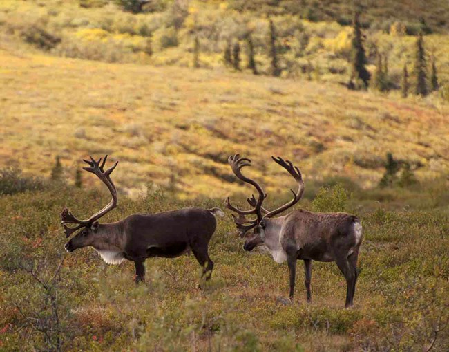 Two bull caribou in the boreal area of Denali