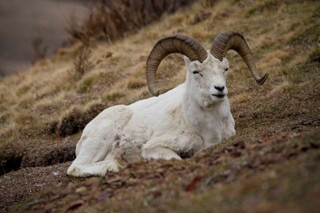 A Dall's sheep ram relaxes on a Denali hillside.