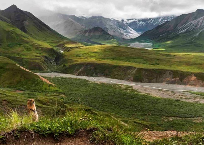 An Arctic ground squirrel enjoys Denali's tundra.