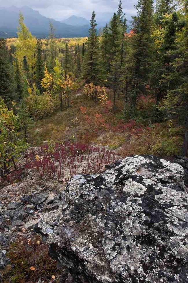Boreal forest in DENA Boreal forest in the fall, Denali National Park