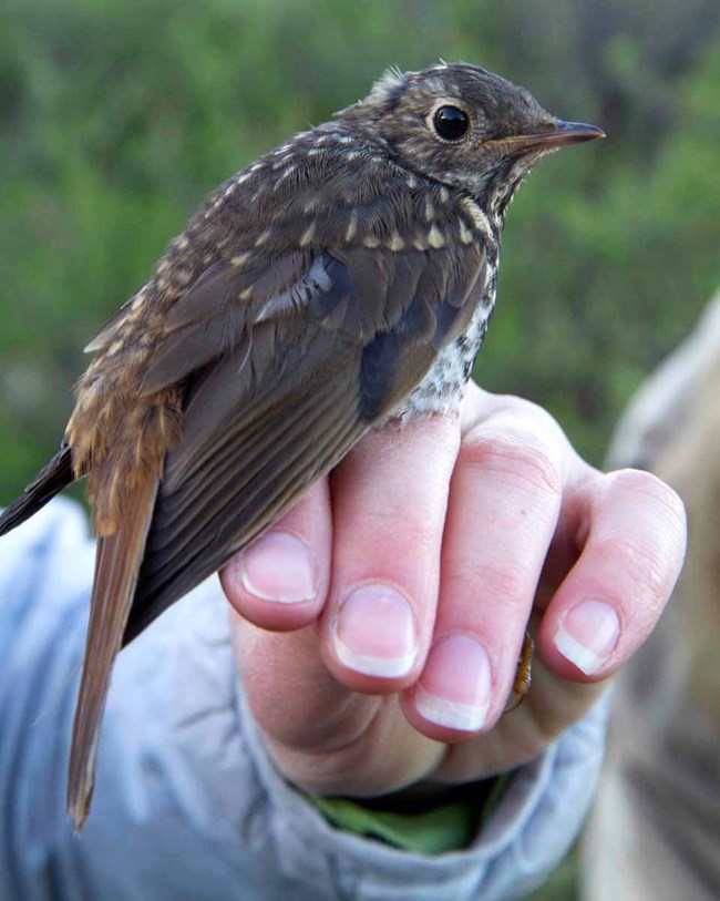 thrush A thrush fitted with a transmitter to track migration.