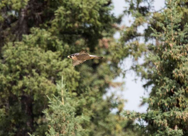 A peregrine Falcon flies along the Yukon River.