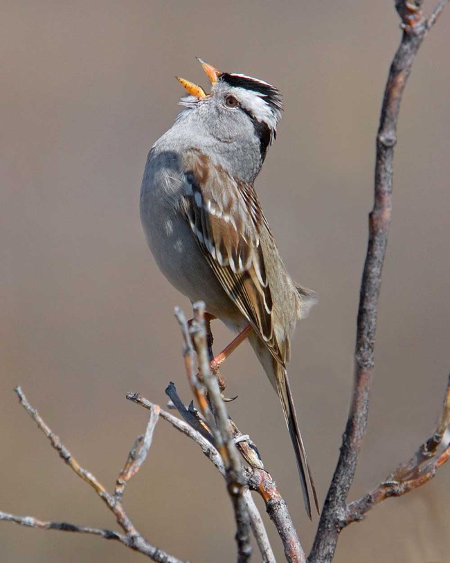 A small bird perches on a small branch singing.