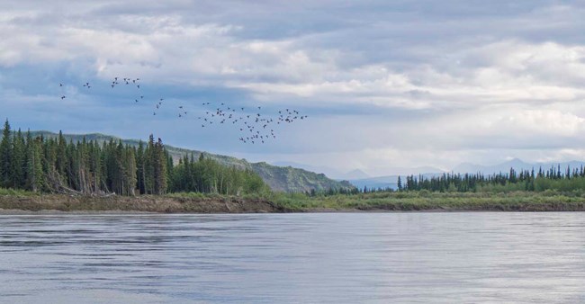 Yukon River with geese A flock of geese fly over the Yukon River.