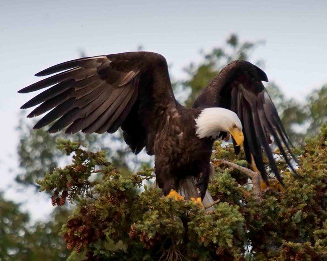 A Bald Eagle in the top of a spruce tree.