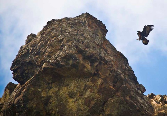 A Golden Eagle comes in to land on a rocky cliff.
