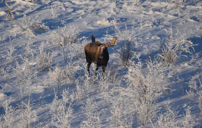 A bull moose stands out against the snowy background.