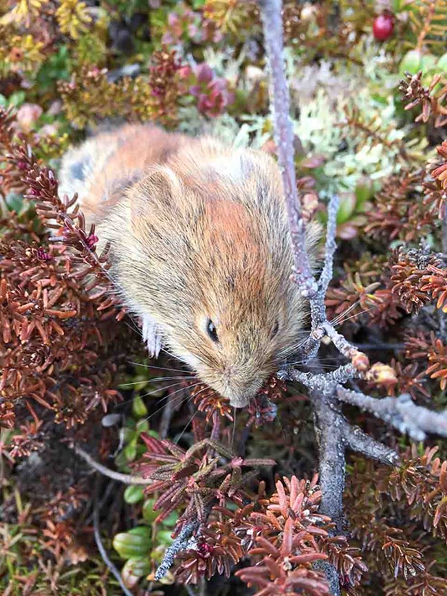 Red-backed vole A vole in the tundra.