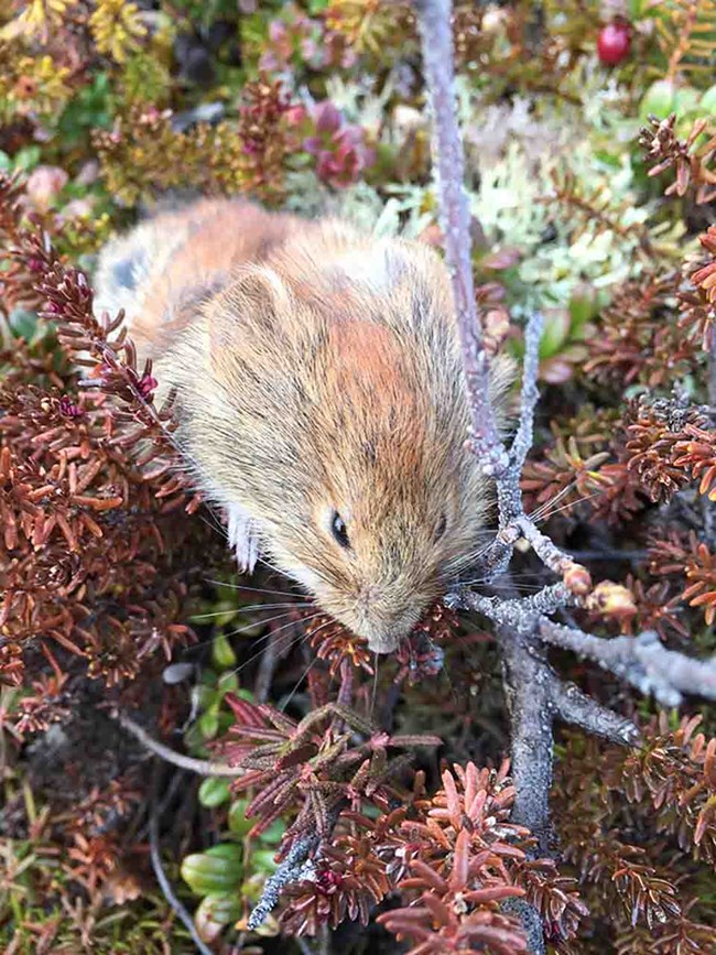 A vole in the tundra.