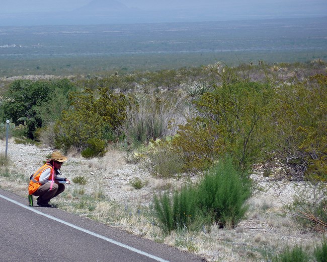 Invasive exotic plant monitoring on a roadside