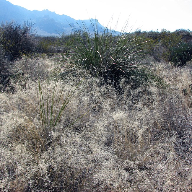 Lehmann lovegrass in the Chihuahuan Desert