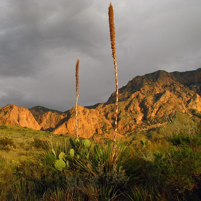 flowering yuccas with mountains in the background and storm clouds