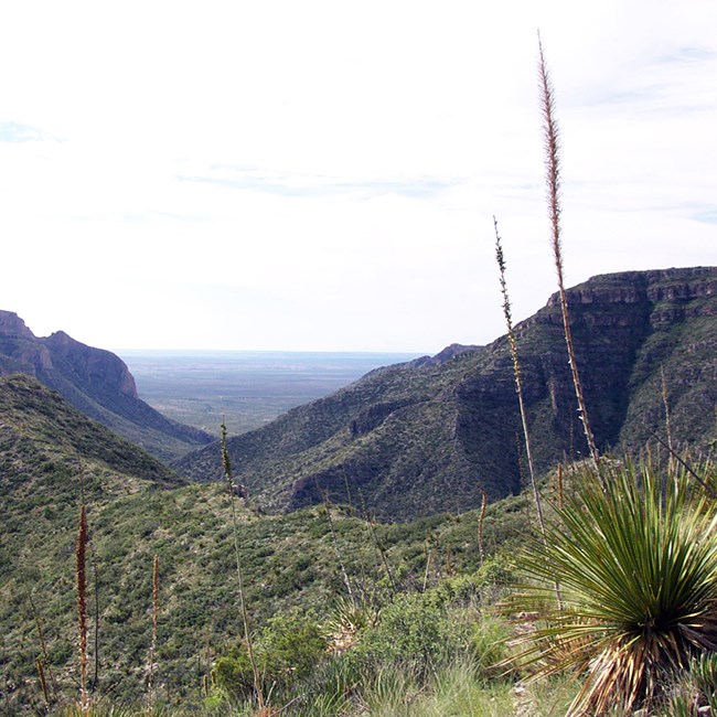 yucca plants on a rolling hill in front of rugged mountains framing a valley in the distance