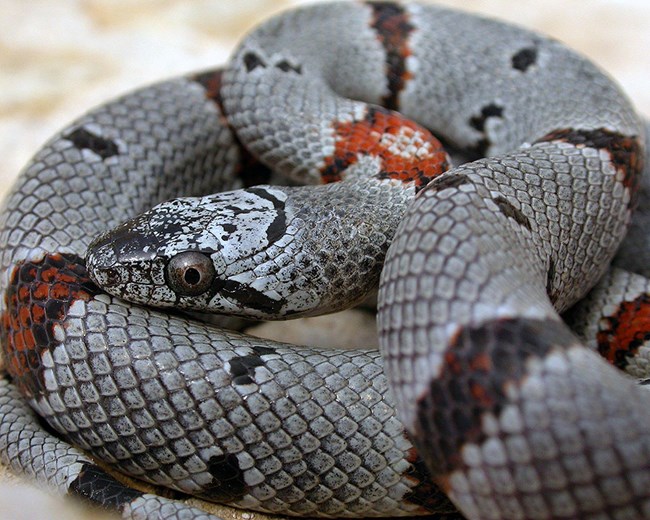 Coiled gray-banded kingsnake