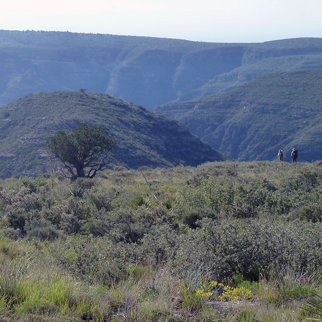 Vegetation community at Carlsbad Caverns National Park