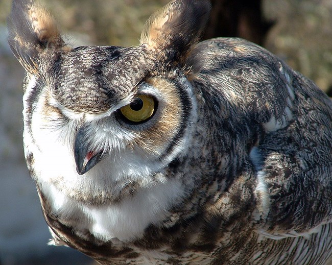 Great horned owl with one eye closed