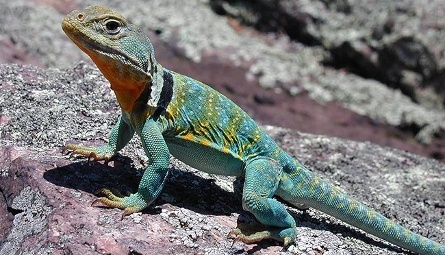 Collared lizard