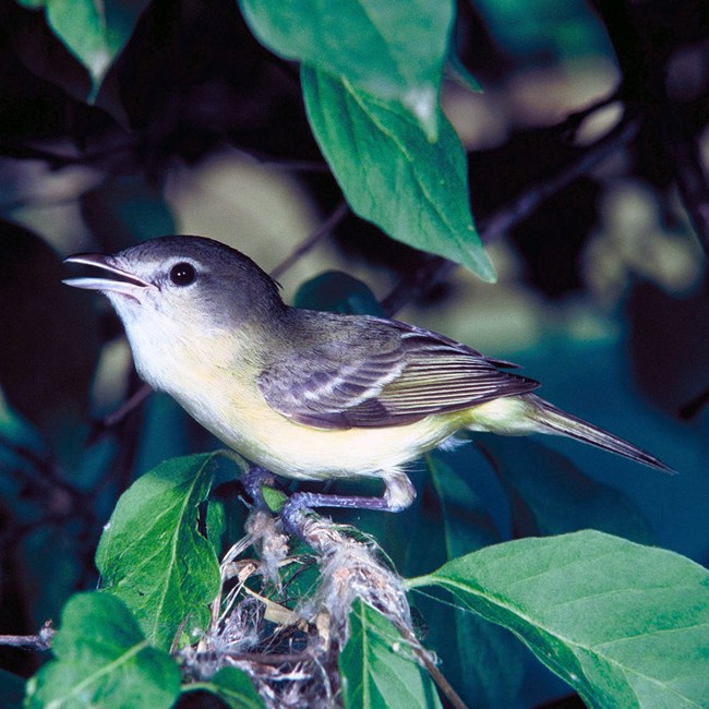Bell's vireo perched on a branch