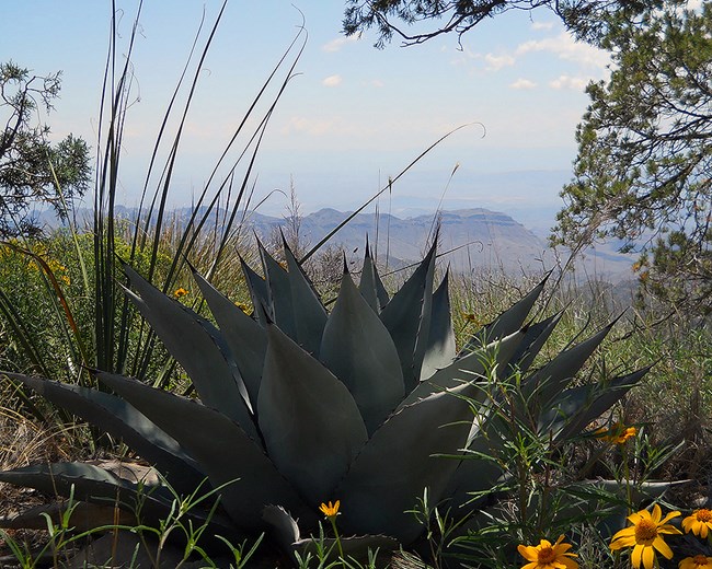 Agave plant high in the mountains at Big Bend National Park