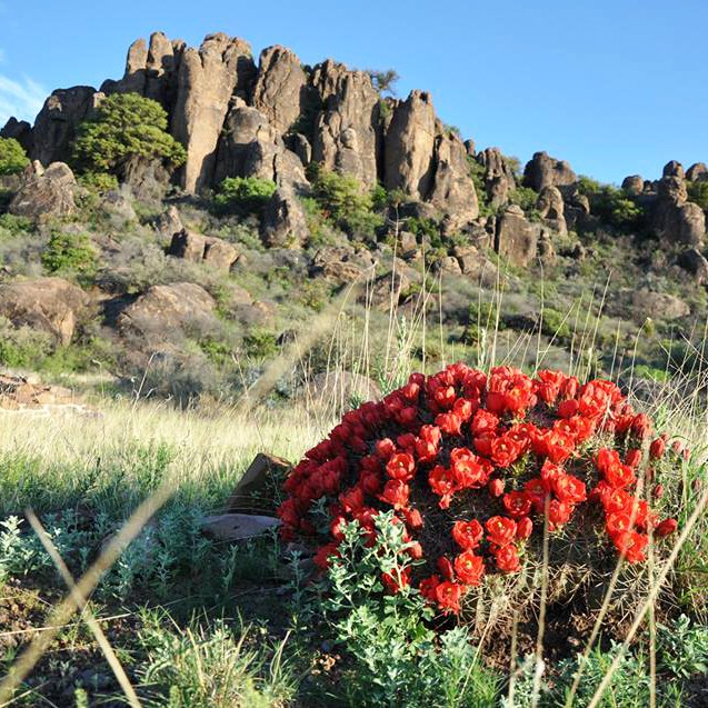 cluster of cactus with red flowers surrounded by grass with rugged rock mountains in the background