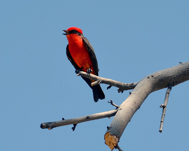 Vermillion flycatcher