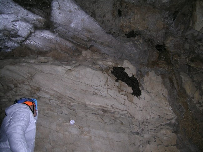 Network Ecologist Bill Moore during Bat Monitoring