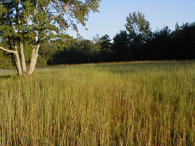 Old field at dusk at Cowpens National Battlefield.