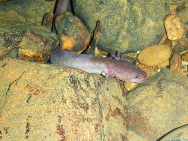 Pale salamander (gyrinophilus palleucus palleucus).