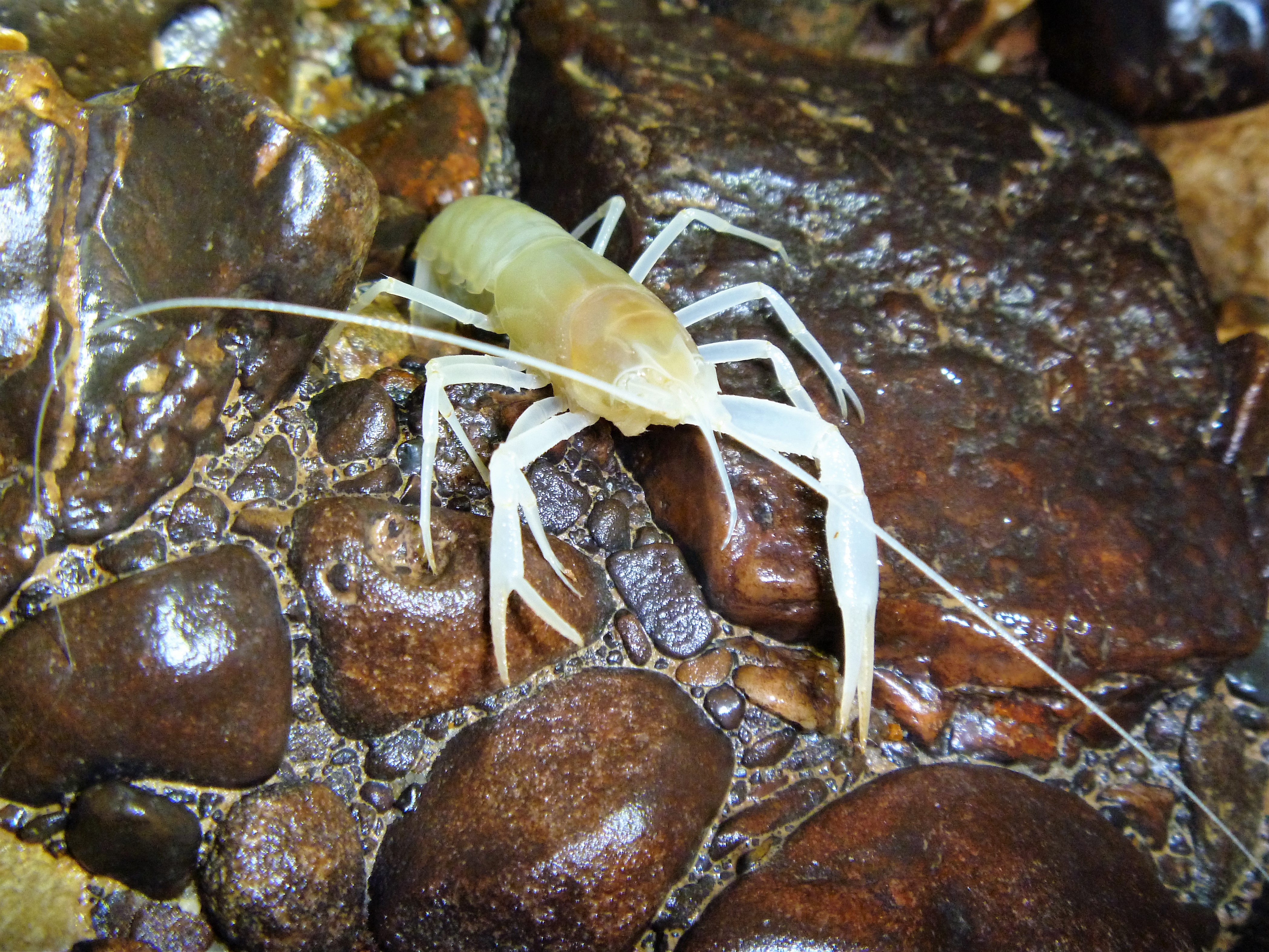 Cave Aquatic Biota Monitoring (. National Park Service)