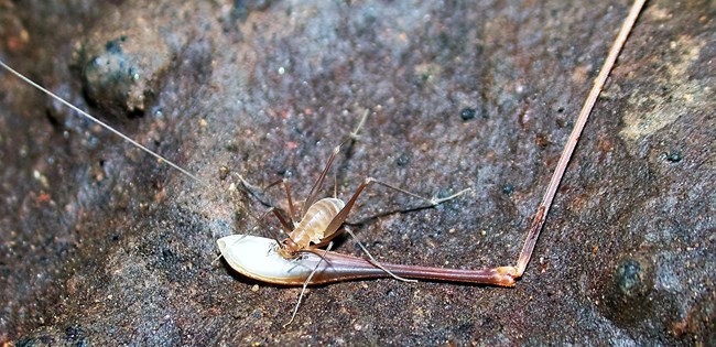 Cave cricket (Hadenoecus subterraneus) Cave cricket (Hadenoecus subterraneus)