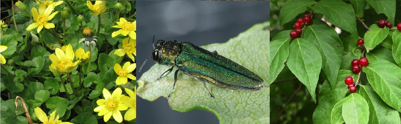 Lesser celandine, a non-native invasive herbaceous perennial; emerald ash borer, a non-native invasive borer from Asia threatening North American ash trees; and Amur honeysuckle.