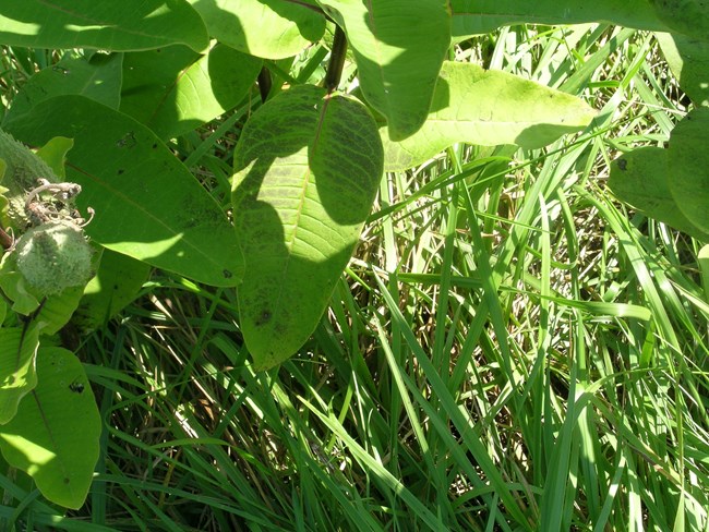 Ozone foliar injury on milkweed in Carl Sandburg Home National Historic Site