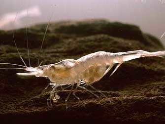 Federally-listed endangered Kentucky cave shrimp.