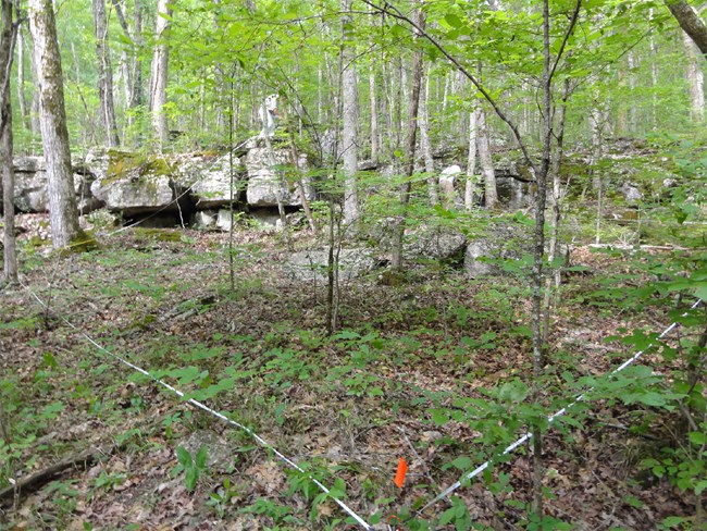 CUPN forest vegetation monitoring plot RUCA019, located in a high-quality mesic oak limestone forest in Russell Cave NM.